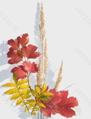 Bouquet of autumn leaves