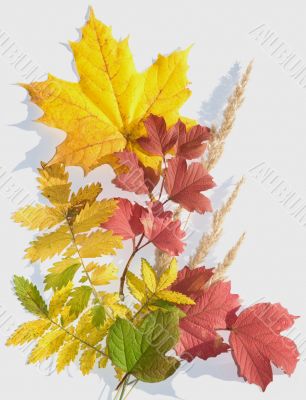 Bouquet of autumn leaves