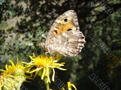 The butterfly on a flower
