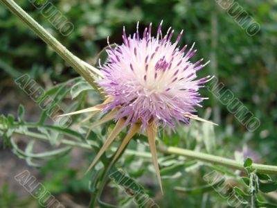 Thistle in mountains