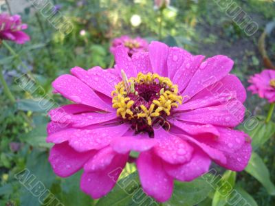 Purple flower with droplets