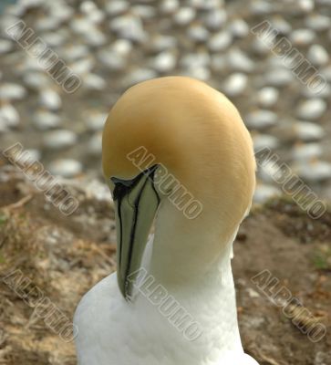 Gannet close-up