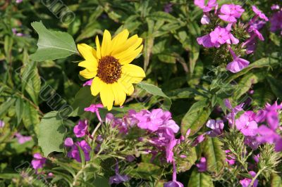 Sunflower in Garden