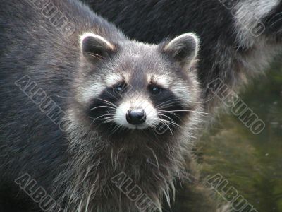 little raccoon