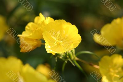 evening primrose