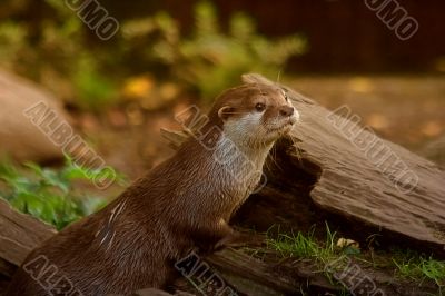 little otter
