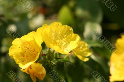 evening primrose