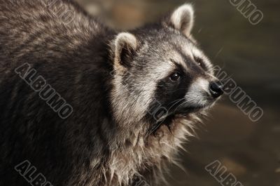 little raccoon