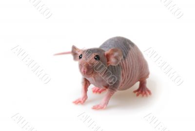 Naked rat