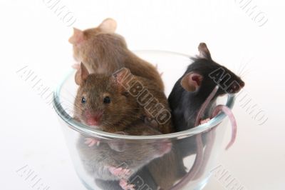 Mouse in a glass