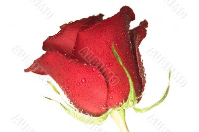 scarlet rose  in the drops