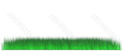 lawn of green juicy grass