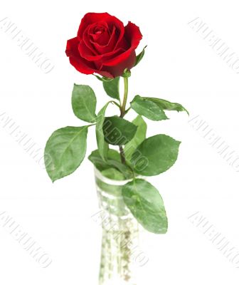 scarlet flowering rose