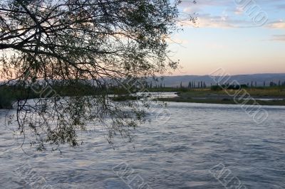 tree and river