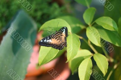 Big butterfly