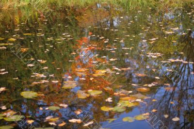 Small pond in autumn
