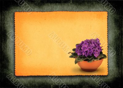 fresh violets in pot