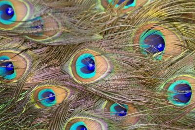 peacock feathers