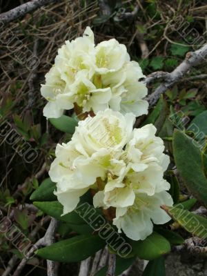 Flower is the rhododendron