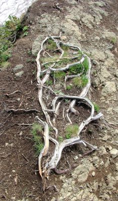 Roots of the plant