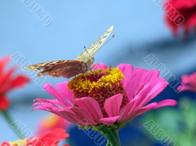 The greater butterfly on a pink flower2