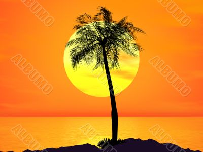 single palm