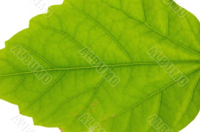 green juicy leaf