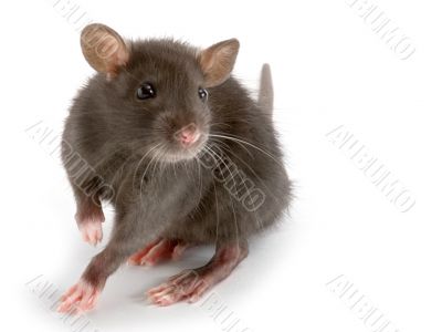 rat