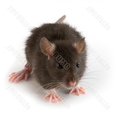 rat