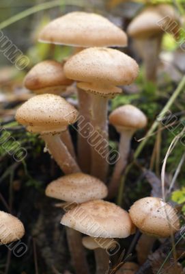 Honey mushroom on stump