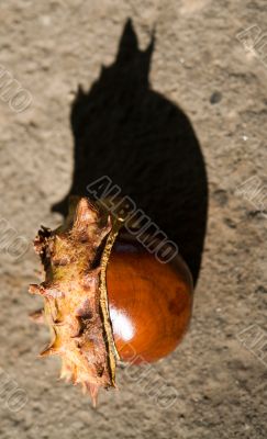 chestnut
