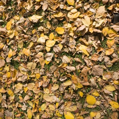 Autumn background