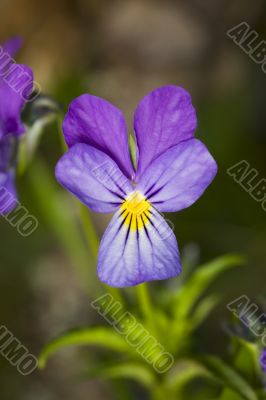wild violet close up