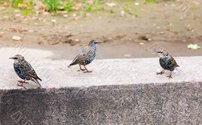 Trio of starlings