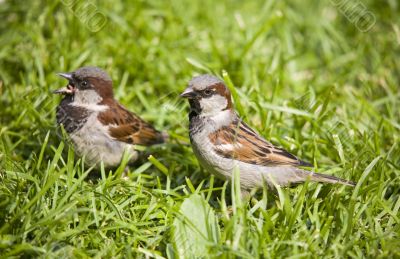 The phlegmatic and choleric