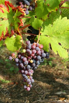 Purple grapes detail