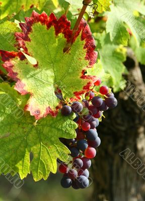 Purple grapes detail