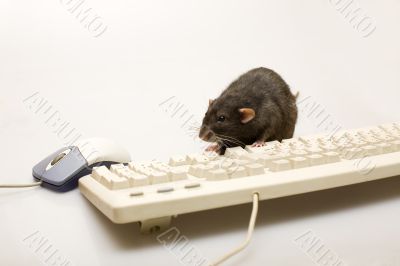 Computer rat