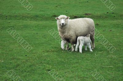 Sheep and newborns on green grass