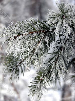 Snow covered pine branches