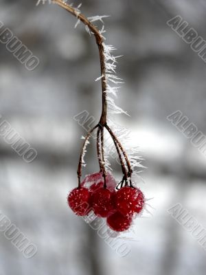 Red Berries in Winter