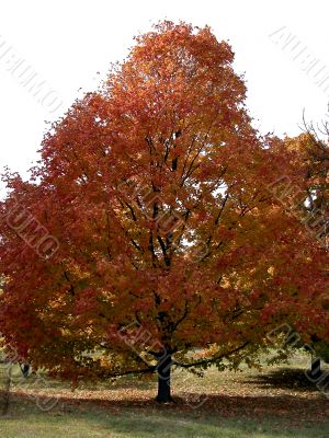 Orange Autumn Tree