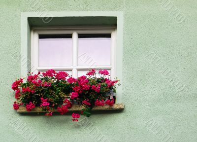 Window and flower
