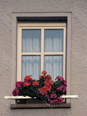Window and flower