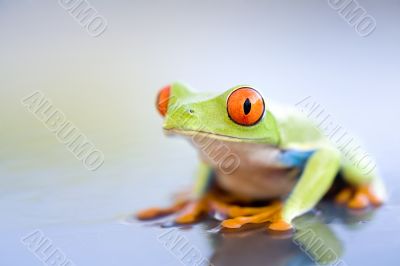 frog on wet metal closeup