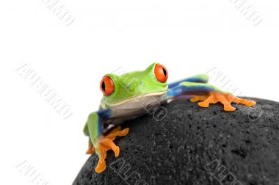 frog on a rock isolated white