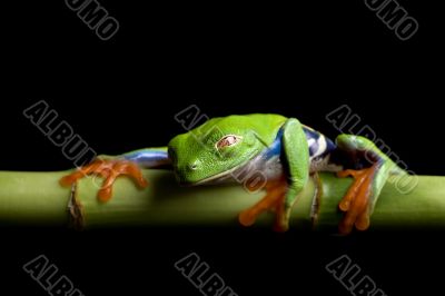 frog at rest, isolated black