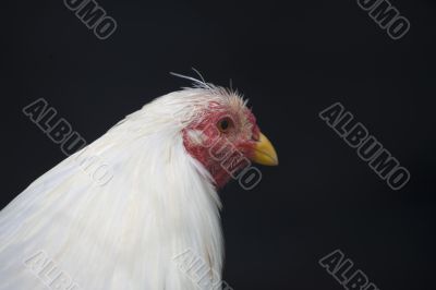 chicken