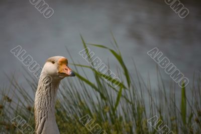goose