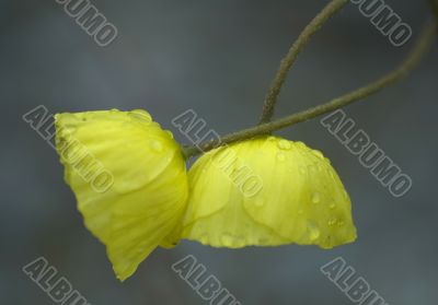 Wet flowers
